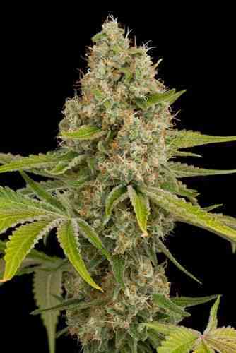 OG Kush > Dinafem Seeds | Semillas feminizadas  |  Índica